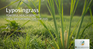 Lyposingrass